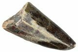 Dinosaur-Eating Crocodile (Sarcosuchus) Tooth - Niger #282072-1